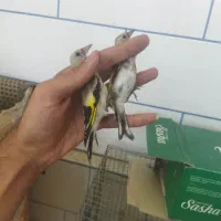 جوجه سهره
