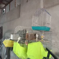 عروس هلندی|پرنده|وحیدیه, |دیوار