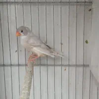 فنج|پرنده|قنوات, |دیوار