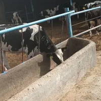 کارگر گاوداری