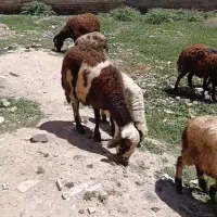 میش و بره