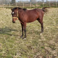 فروش اسب|اسب و تجهیزات اسب‌سواری|سنگر, |دیوار