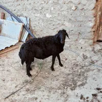 قوچ قره قزل چهار دندان زغالی افشار|حیوانات مزرعه|زنجان, |دیوار