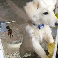 سگ اشپیتز روباهی