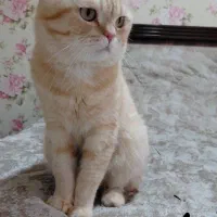 واگذاری گربه