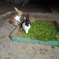 خرگوش|موش و خرگوش|شوشتر, |دیوار