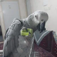 فروش کاسکو نابغه|پرنده|سمنان, |دیوار