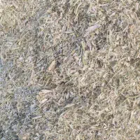 کاه لوبیا چیتی
