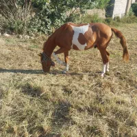 اسب دورگه ترکمن