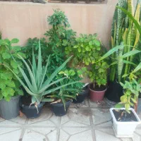 گل و گیاه آپارتمانی