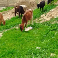 ۶ عدد گوساله ماده