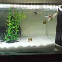 آکواریوم شیشه خم با ماهی