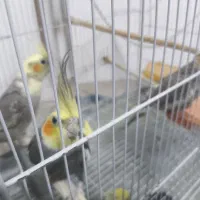 عروس هلندی