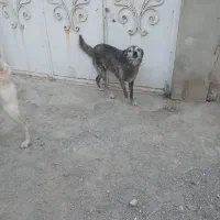 سگ برا نگهبانی رایگان
