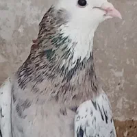 کفتر پرشی ی جفت نرو ماده سرور  پردیس هستم