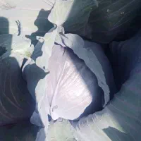 کلم قرمز تناژ بالا