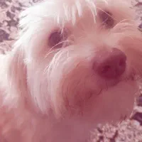 سگ گمشده