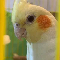 عروس هلندی ماده لوتینو