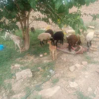 بره پرواری|حیوانات مزرعه|برخوار, |دیوار