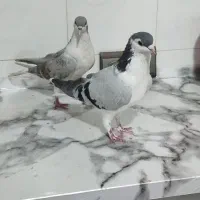 ساده