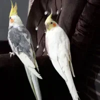 یک جفت عروس هلندی نرو ماده