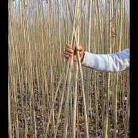 کاشت پاییزه نهال صنوبر  نیگرا ترکیه ای و دلتوییدس|خدمات باغبانی و درختکاری|نهاوند, |دیوار