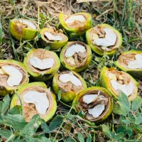 نهالستان بزرگ پالیز تولیدکننده انواع نهال پربار|خدمات باغبانی و درختکاری|مرادلو, |دیوار