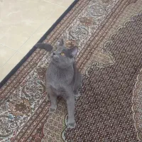 گربه بریتیش نر