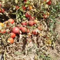 گوجه بازاری پی اس ۱۳۵۰۰ هفت هکتار|خدمات باغبانی و درختکاری|قوچان, |دیوار