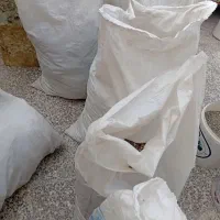 کبوترفضله یازل