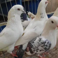 کبوتر کفتر