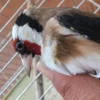 سهره