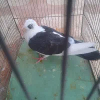 فروش کبوتر|پرنده|شیراز, دشت چنار|دیوار