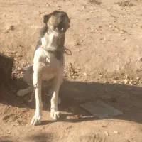 واگذاری توله نر خراسانی|سگ|تربت جام, باغ سنگان سفلی|دیوار