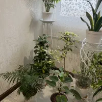 سه تا استند گلدان به همراه گلدان ها همگی سالم|گل و گیاه طبیعی|تهران, مشیریه|دیوار