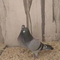 کبوتر گم شده