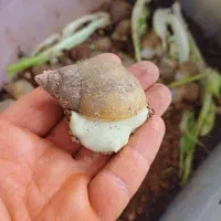 ۱۰۰تا حلزون ۶تا ۳سانت