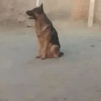 واگذاری سگ ژرمن