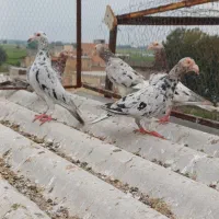 سار هفت رنگ عراقی