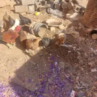 ۷تا مرغ جوان|حیوانات مزرعه|اسفراین, |دیوار