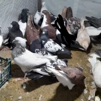 کفتر یا کبوتر|پرنده|شیروان (خراسان), |دیوار