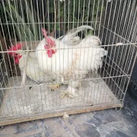 خروس کوشین و جاپنیز جاپنز