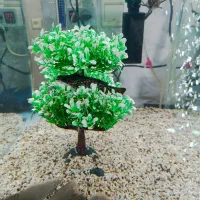 ماهی ها یکجا به فروش میرسد