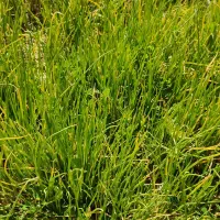 نشا پیاز سفید