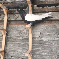 سینه سیاه جفت کت نر و ماده نسل دار|پرنده|ایثار, |دیوار