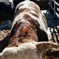 گوساله گوشتی