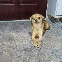 میکس وماده میکس شی واوا با پامر|سگ|تهران, سهروردی|دیوار