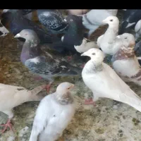 کبوترپرشی|پرنده|سبزوار, شهرک صنعتی فرودگاه|دیوار