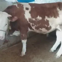 تلیسه سیمینتال