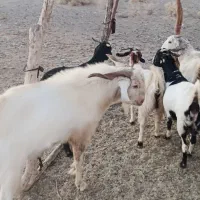 گوسفند بز فروشی|حیوانات مزرعه|بلوک, |دیوار